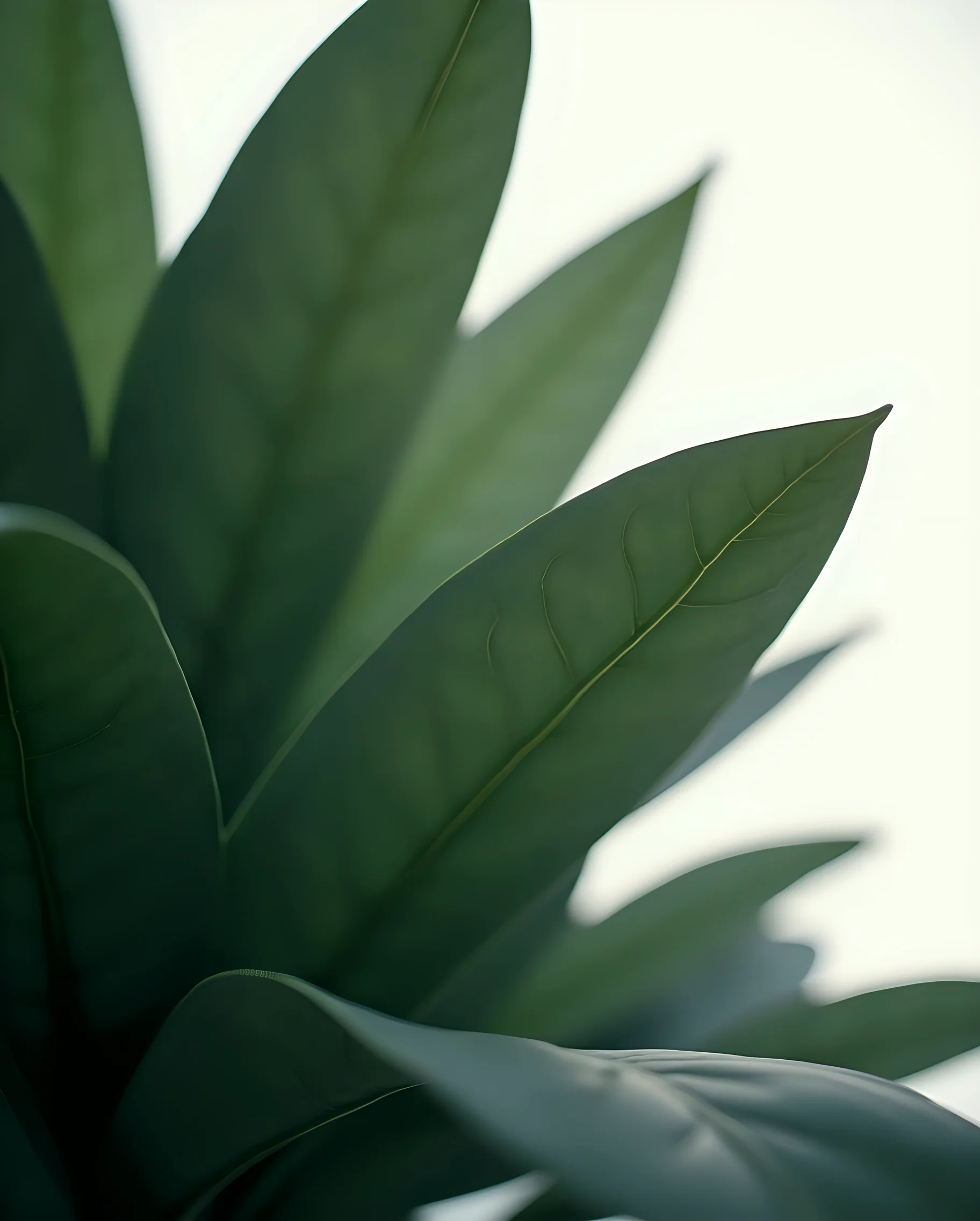 A desaturated, high-contrast photograph of dark leaves, close material texture, graded to the brand's forest and stone tones.